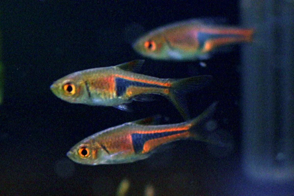 Trigonostigma espei con su característica marca negra en forma de chuleta