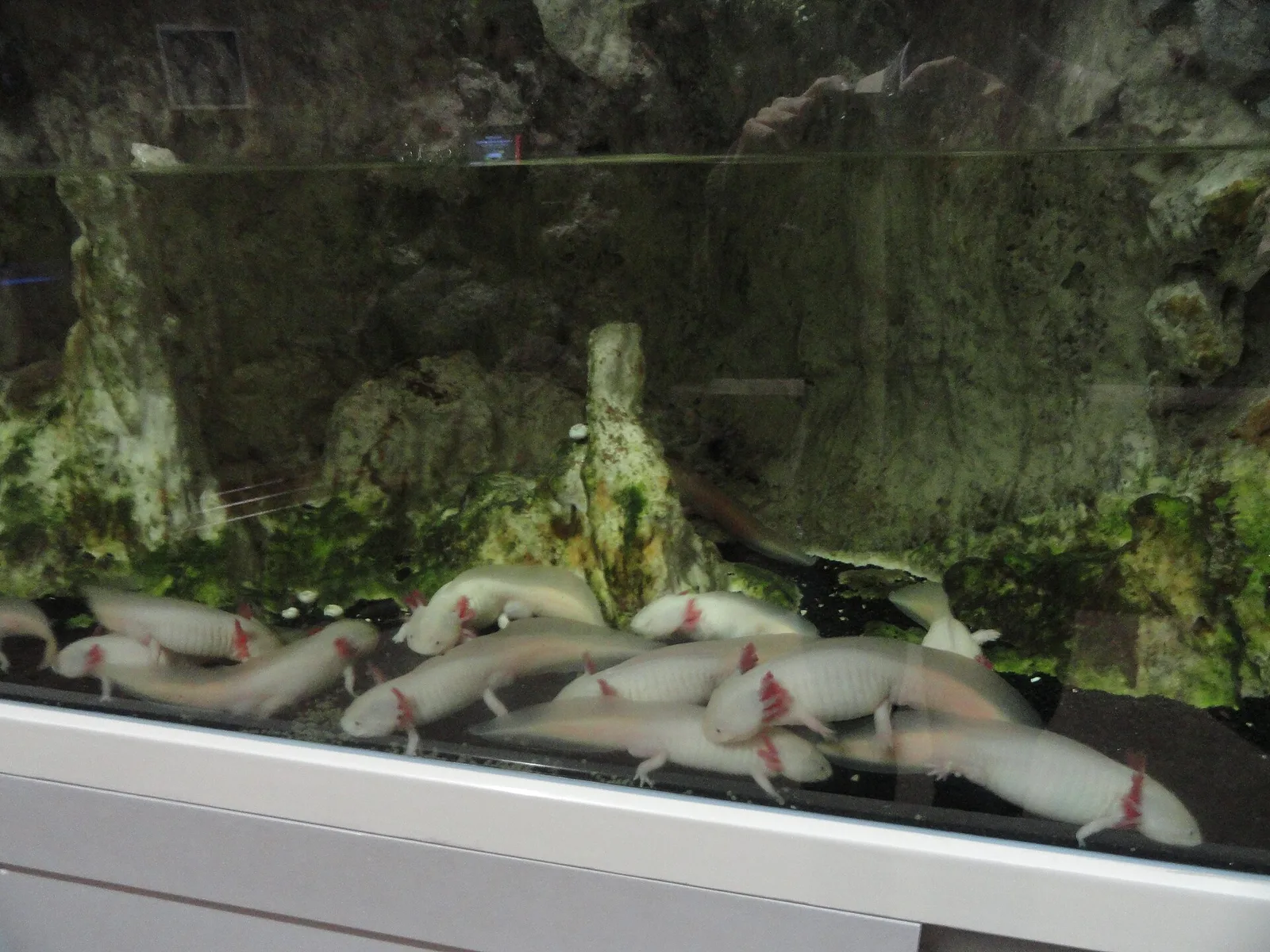 Ajolote en un acuario de aguas tranquilas, sin corriente visible