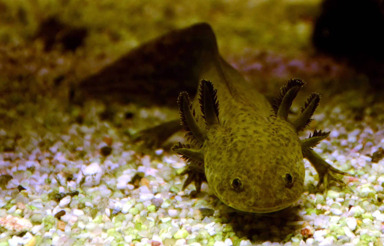 Ajolote posado en el fondo de un acuario público, con espacio de suelo despejado