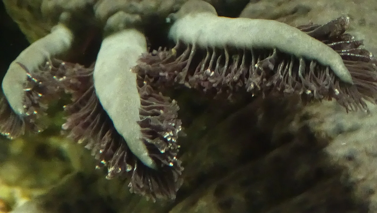 Ajolote adulto en un acuario, con el cuerpo entero visible