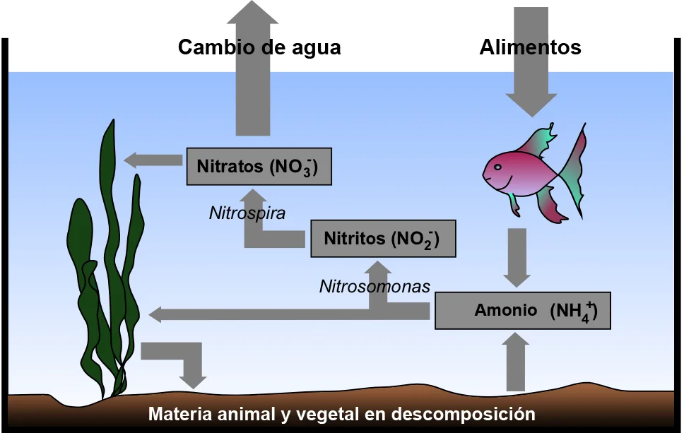 Esquema del ciclo del nitrógeno en un acuario: amoniaco, nitrito y nitrato