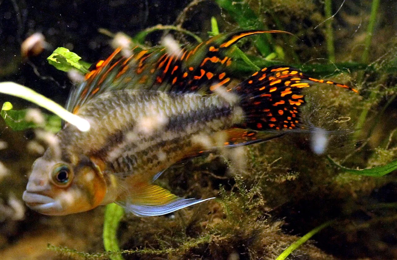 Apistograma cacatúa macho, con la dorsal alta y las aletas alargadas