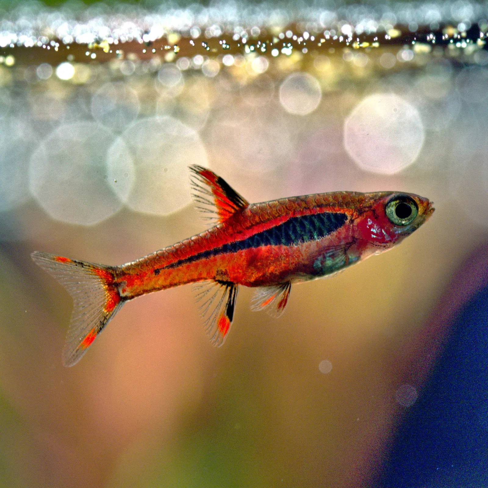 Rasbora mosquito de perfil, con el cuerpo rojo intenso y la banda negra lateral