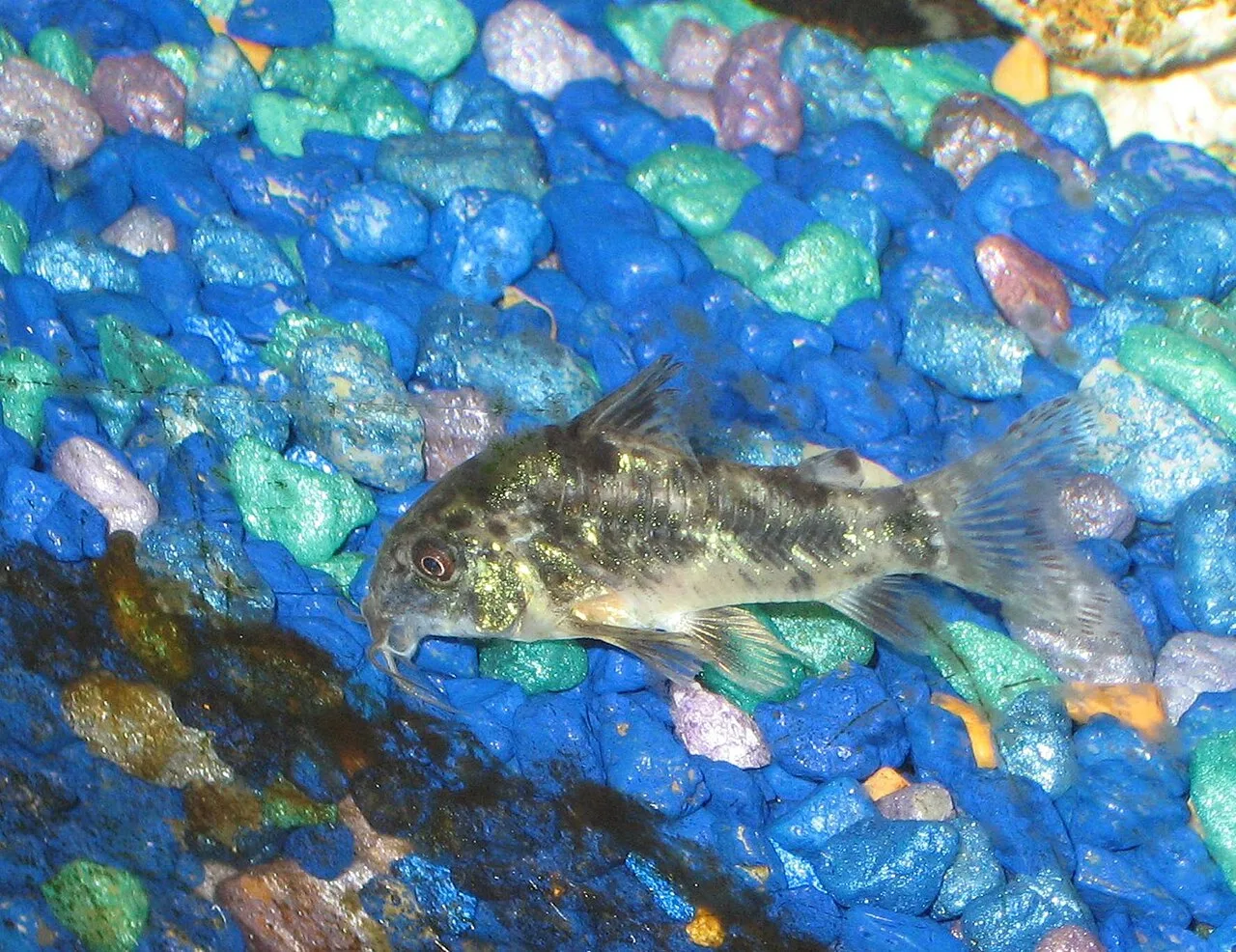 Corydoras paleatus sobre arena fina, la especie de origen subtropical que mejor tolera el agua fresca