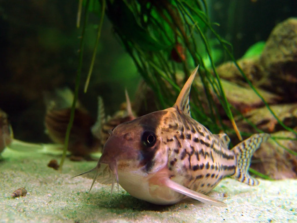 Corydoras schwartzi sobre arena fina, la especie con el rango de temperatura más estrecho del catálogo