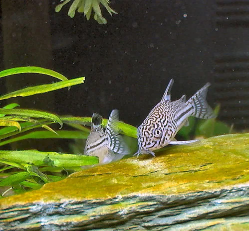 Corydoras trilineatus con su dibujo reticulado en la cabeza, la especie que se vende habitualmente como julii