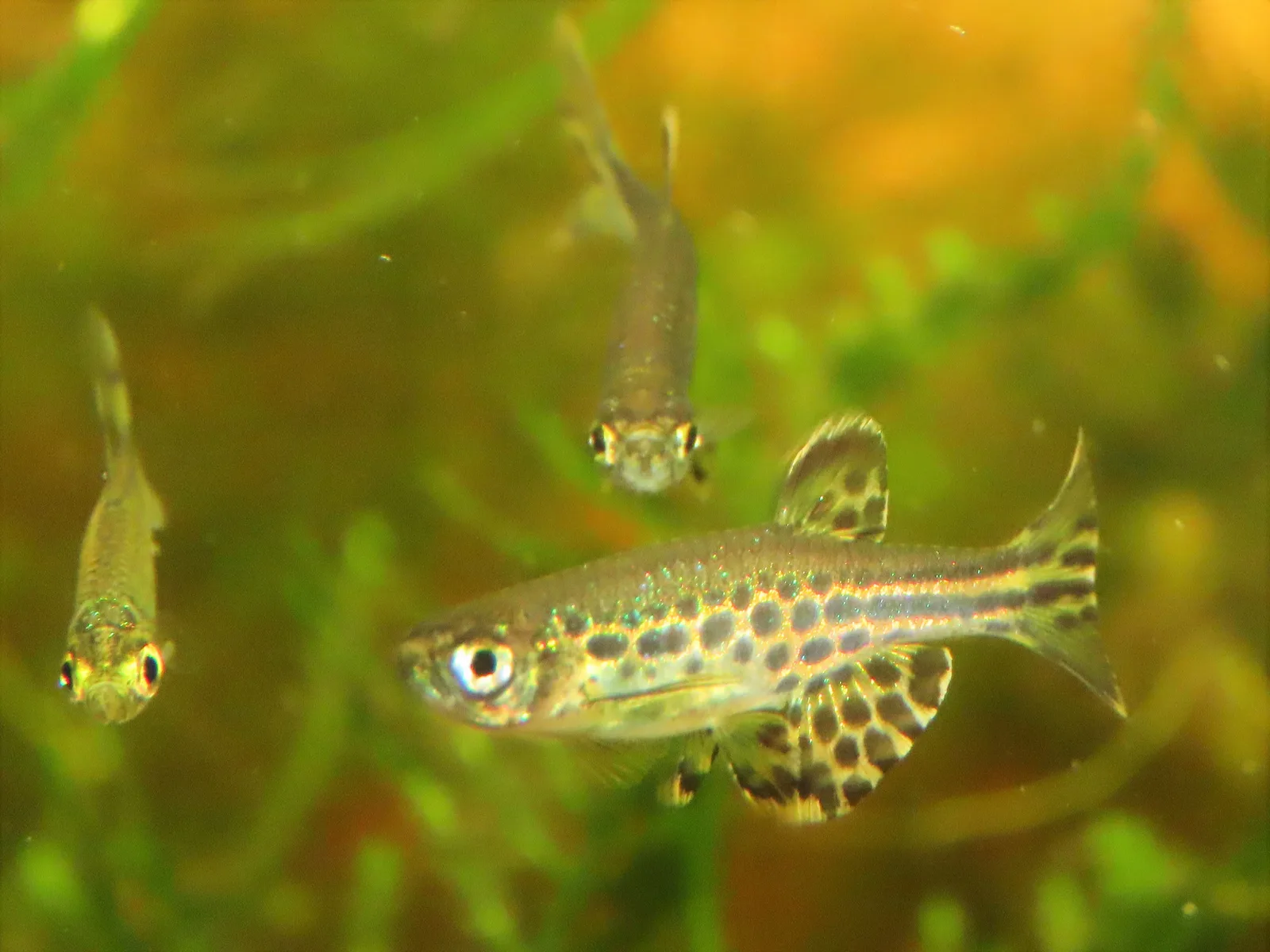 Danio anillo de oro entre plantas, otro danio pequeño que también gana mucho en grupo numeroso