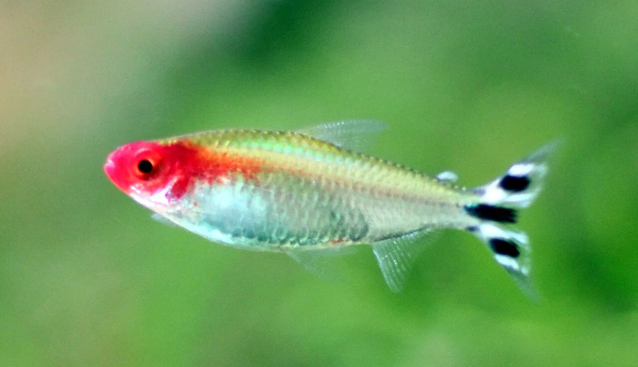 Tetra nariz roja nadando en un acuario plantado, con el morro rojo intenso y la cola rayada