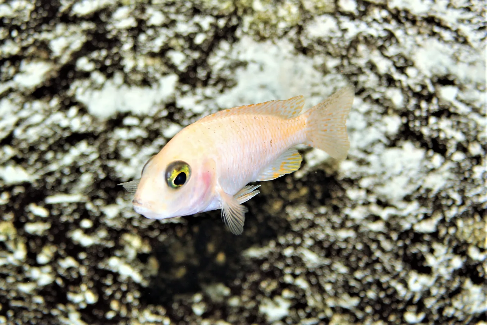 Maylandia estherae, mbuna agresivo de forma constante