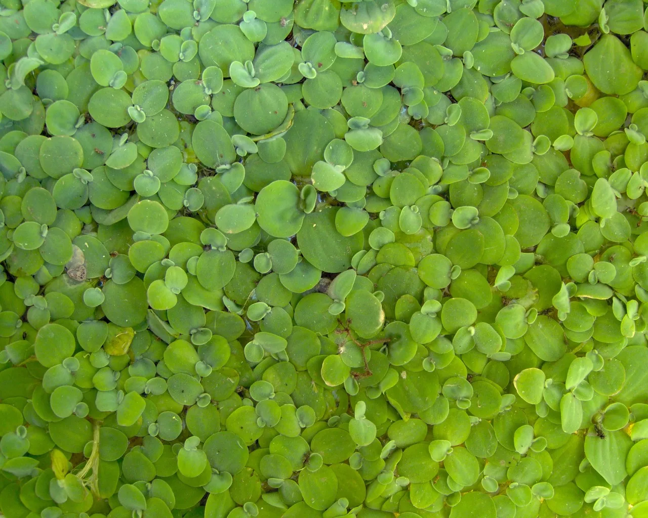 Rosetas de lechuga de agua flotando, una de las especies catalogadas