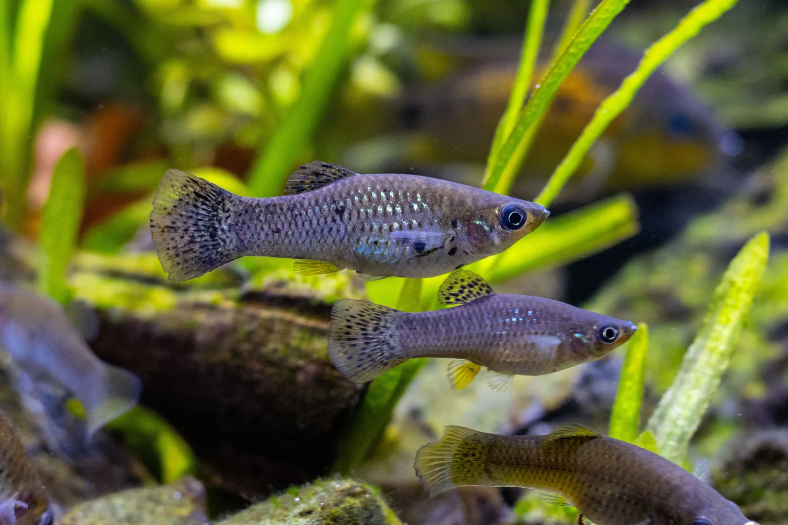 Molly adulto, la especie del grupo que peor lleva el agua blanda