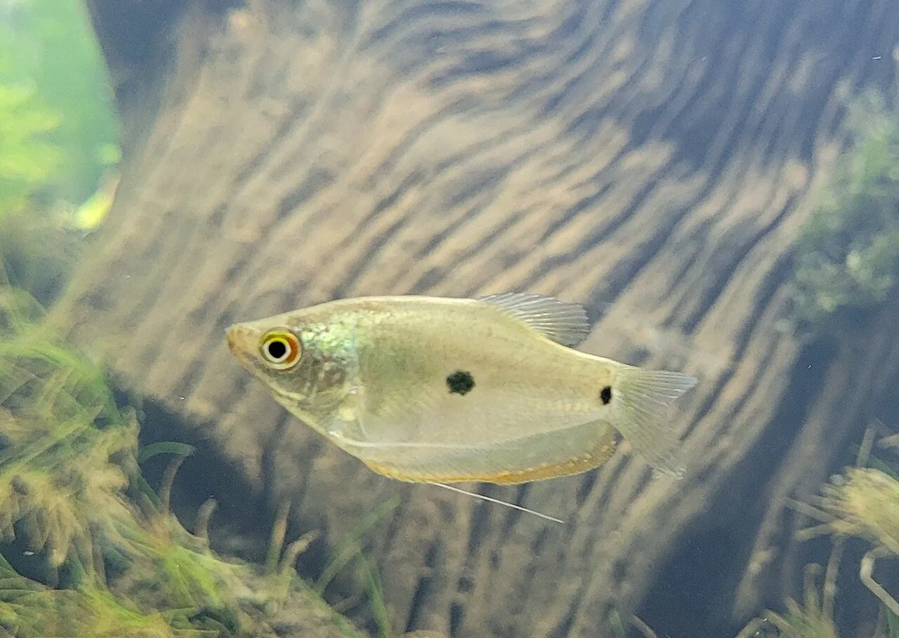 Gurami azul: una de las especies donde el catálogo documenta micobacteriosis