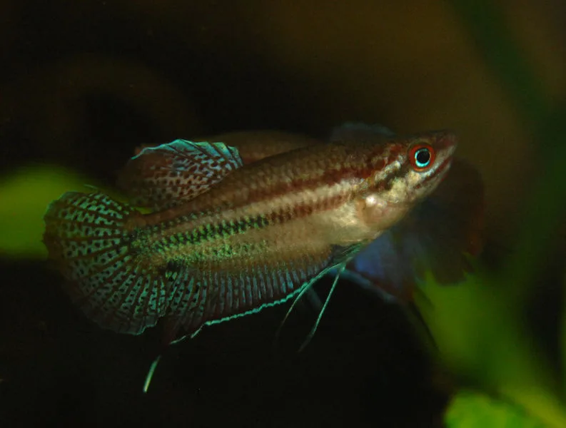 Trichopsis vittata, el gurami gruñidor grande que se vende como enano