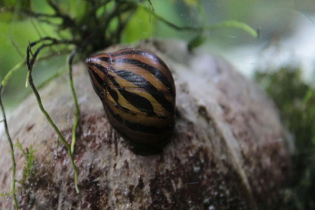 Caracol cebra sobre un cristal, con la concha rayada en negro y dorado